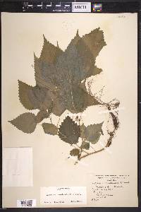 Laportea canadensis image