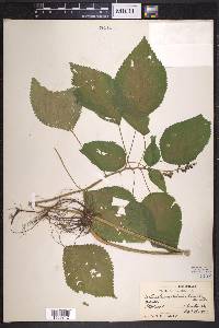 Laportea canadensis image
