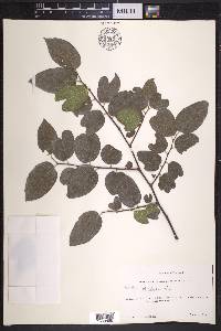 Celtis reticulata image