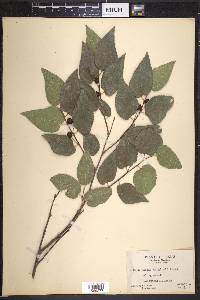 Celtis laevigata var. reticulata image