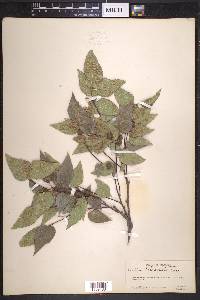 Celtis reticulata image