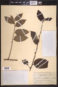 Trema micrantha image