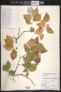 Celtis tenuifolia image
