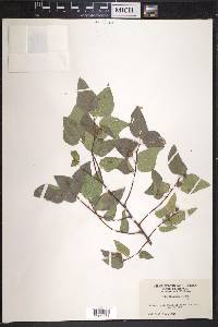 Celtis laevigata var. reticulata image