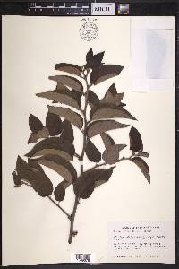 Trema micrantha image