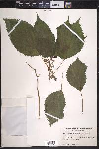 Laportea canadensis image