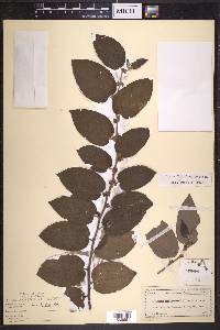 Trema micrantha image