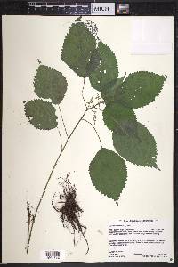 Laportea canadensis image