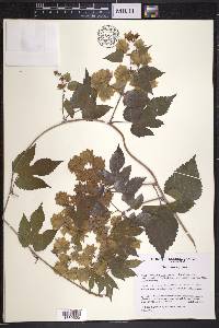 Humulus lupulus image