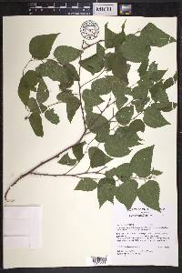 Celtis tenuifolia image