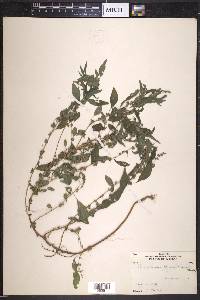 Parietaria pensylvanica image