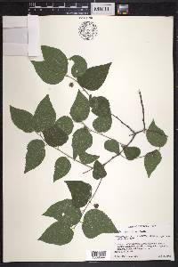 Celtis tenuifolia image