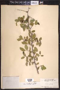 Celtis pallida image