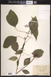 Laportea canadensis image