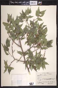 Celtis reticulata image