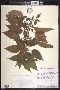 Image Associated With the Occurence