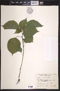 Laportea canadensis image