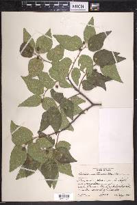 Celtis reticulata image