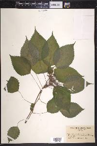 Laportea canadensis image