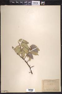 Celtis reticulata image