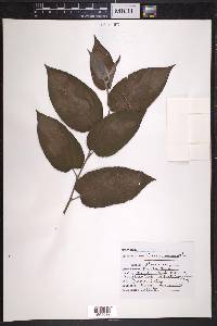 Trema micrantha image