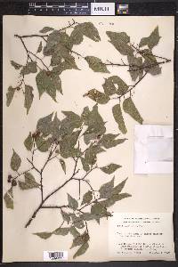 Celtis reticulata image