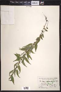 Parietaria pensylvanica image