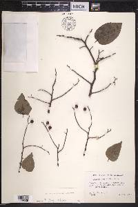 Celtis tenuifolia image