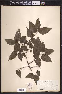 Celtis reticulata image