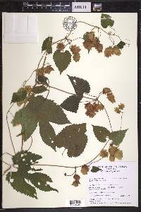 Humulus lupulus image