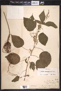 Laportea canadensis image