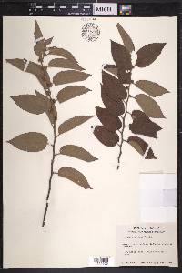 Trema micrantha image