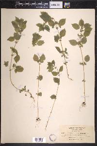Hesperocnide tenella image
