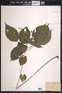 Laportea canadensis image