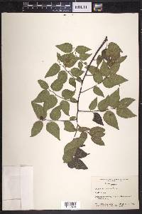 Celtis reticulata image