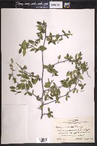 Celtis pallida image