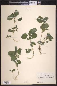 Hesperocnide tenella image