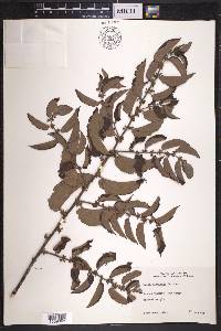 Trema micrantha image