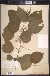 Laportea canadensis image
