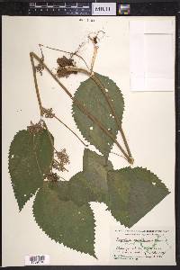 Laportea canadensis image