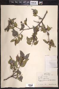 Celtis reticulata image