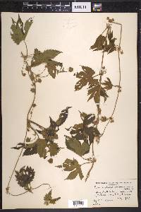 Humulus lupulus image