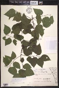 Celtis tenuifolia image