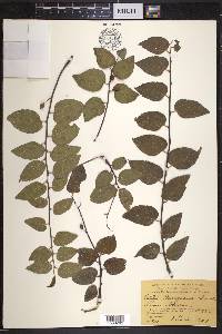 Celtis georgiana image