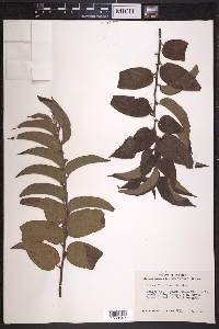 Trema micrantha image