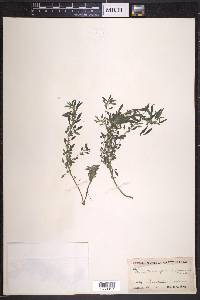 Parietaria pensylvanica image