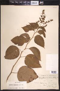 Laportea canadensis image