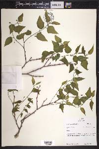 Celtis reticulata image