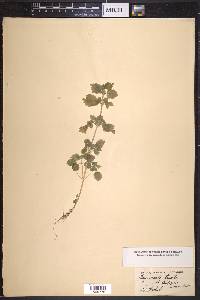 Hesperocnide tenella image