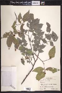 Celtis reticulata image